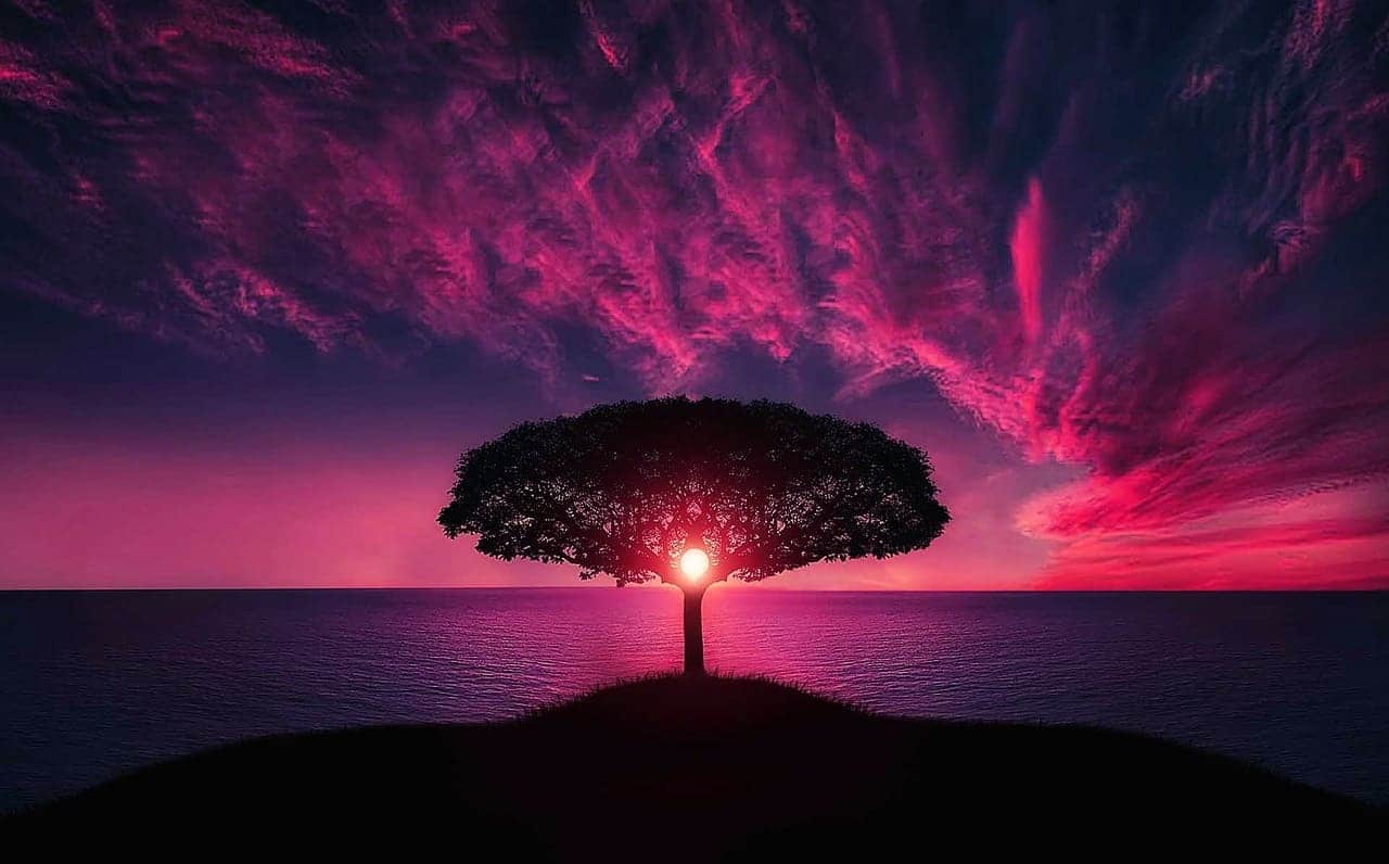 représentation d'un éveil spirituel et kundalini, paysage d'un arbre devant le soleil